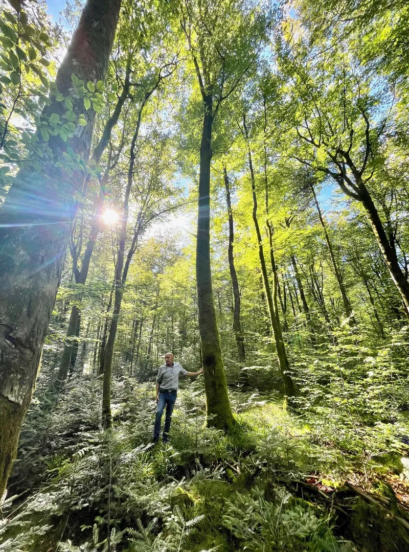 Hêtraie vosgienne traversée par le soleil, un forestier au pied des arbres